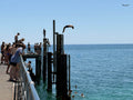 Multiple figures in silhouette doing backflips and climbing up high, black pylons against a vibrant, blue sea and sky at Glenelg Jetty Adelaide. Crowd watches as a plane flies overhead.